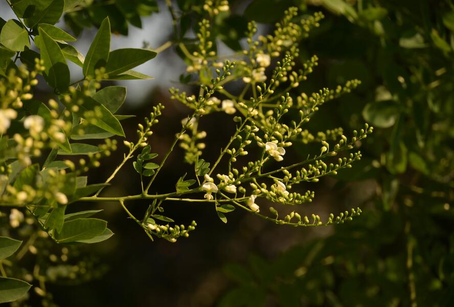 Jerlín japonský - Sophora japonica