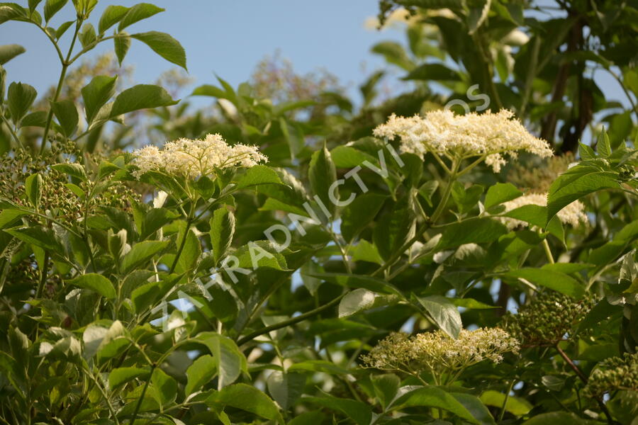 Bez černý 'Haschberg' - Sambucus nigra 'Haschberg'