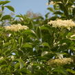 Bez černý 'Haschberg' - Sambucus nigra 'Haschberg'