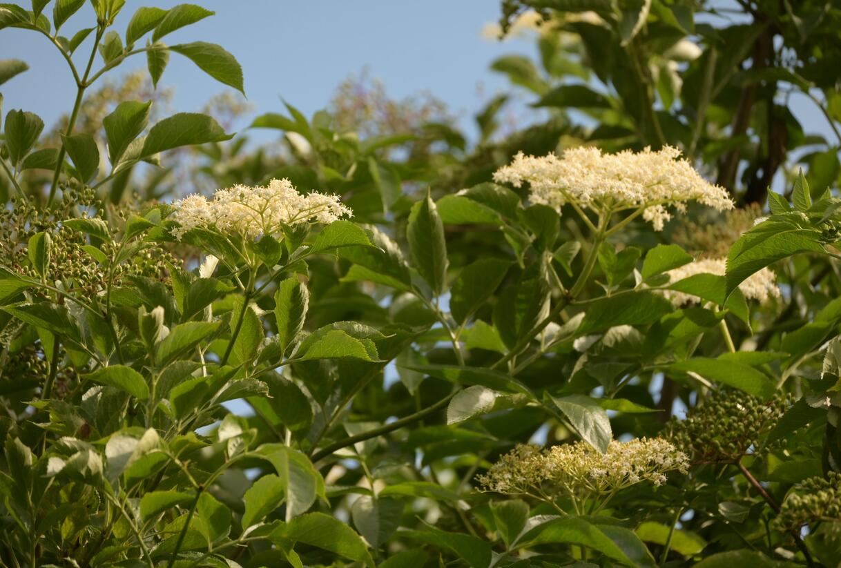 Bez černý 'Haschberg' - Sambucus nigra 'Haschberg'