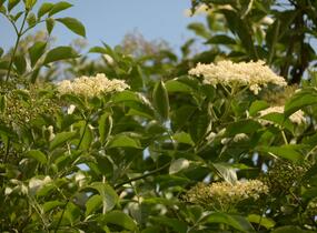 Bez černý 'Haschberg' - Sambucus nigra 'Haschberg'