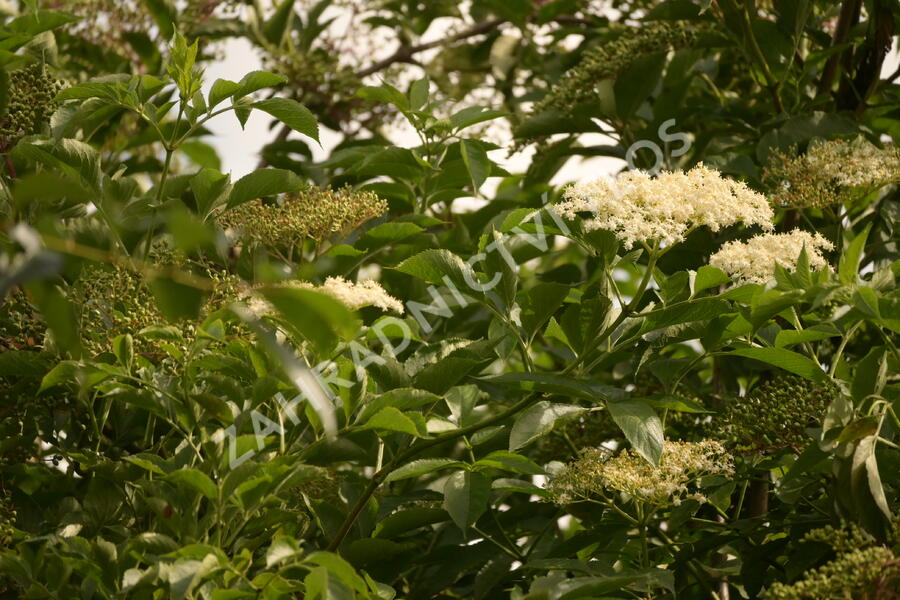 Bez černý 'Haschberg' - Sambucus nigra 'Haschberg'