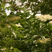 Bez černý 'Haschberg' - Sambucus nigra 'Haschberg'