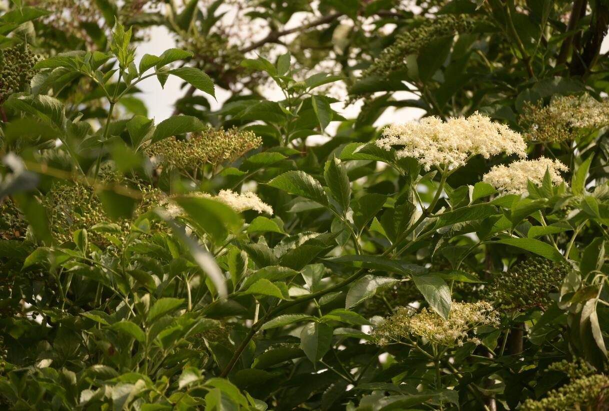 Bez černý 'Haschberg' - Sambucus nigra 'Haschberg'