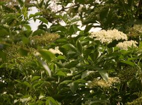 Bez černý 'Haschberg' - Sambucus nigra 'Haschberg'