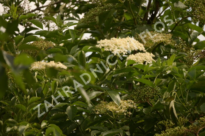 Bez černý 'Haschberg' - Sambucus nigra 'Haschberg'