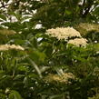 Bez černý 'Haschberg' - Sambucus nigra 'Haschberg'