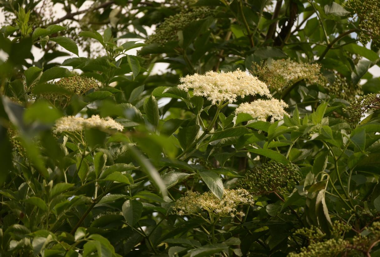 Bez černý 'Haschberg' - Sambucus nigra 'Haschberg'
