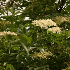 Bez černý 'Haschberg' - Sambucus nigra 'Haschberg'