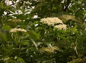 Bez černý 'Haschberg' - Sambucus nigra 'Haschberg'