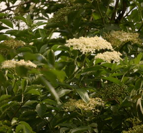 Bez černý 'Haschberg' - Sambucus nigra 'Haschberg'