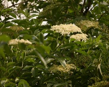 Bez černý 'Haschberg'