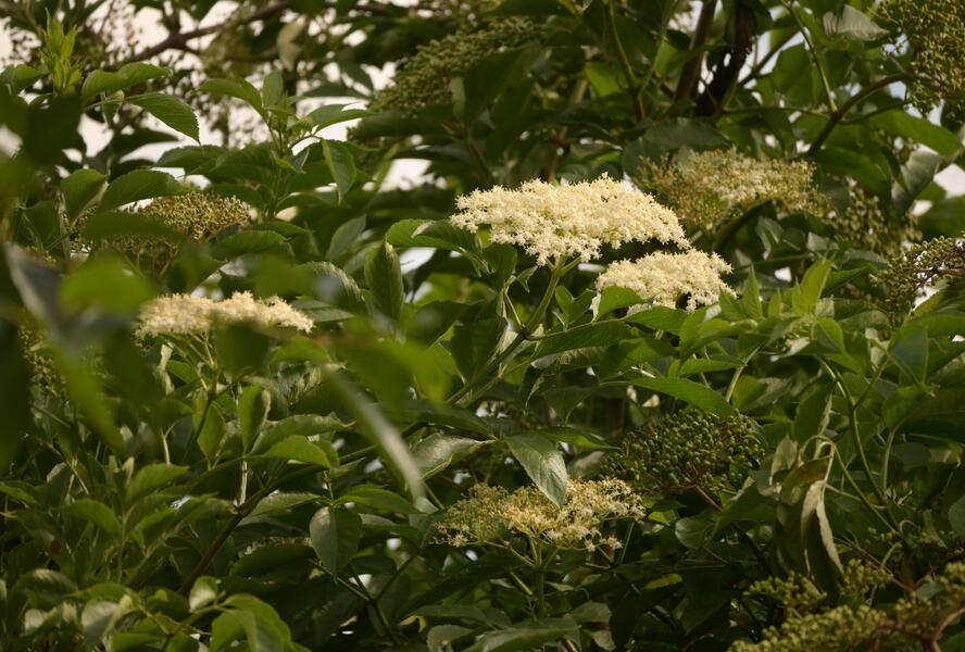 Bez černý 'Haschberg' - Sambucus nigra 'Haschberg'