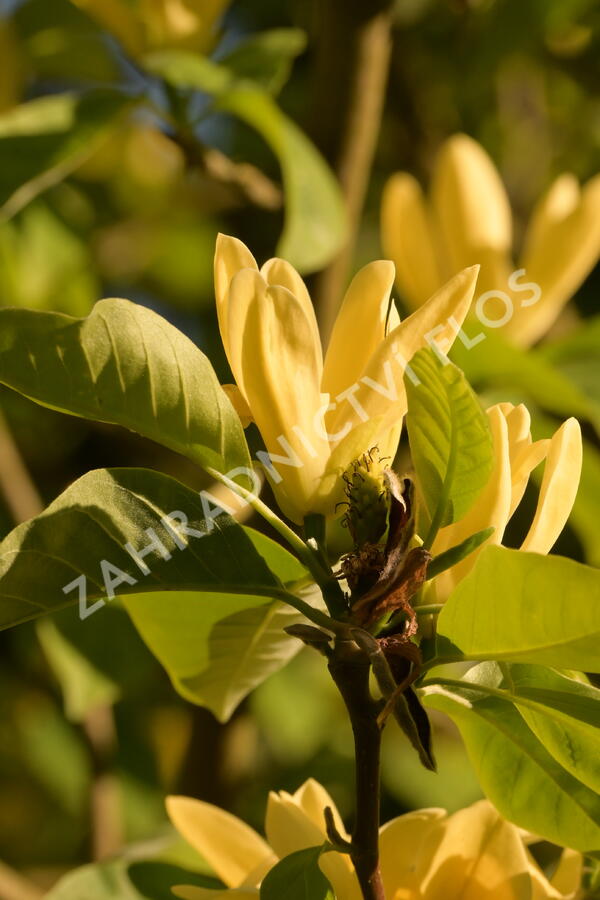 Šácholan 'Daphne' - Magnolia 'Daphne'
