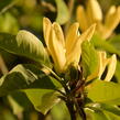Šácholan 'Daphne' - Magnolia 'Daphne'