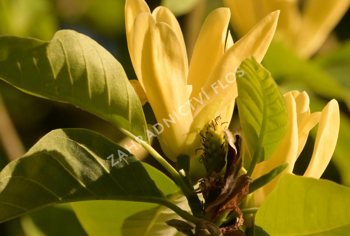 Šácholan 'Daphne' - Magnolia 'Daphne'