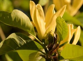 Šácholan 'Daphne' - Magnolia 'Daphne'