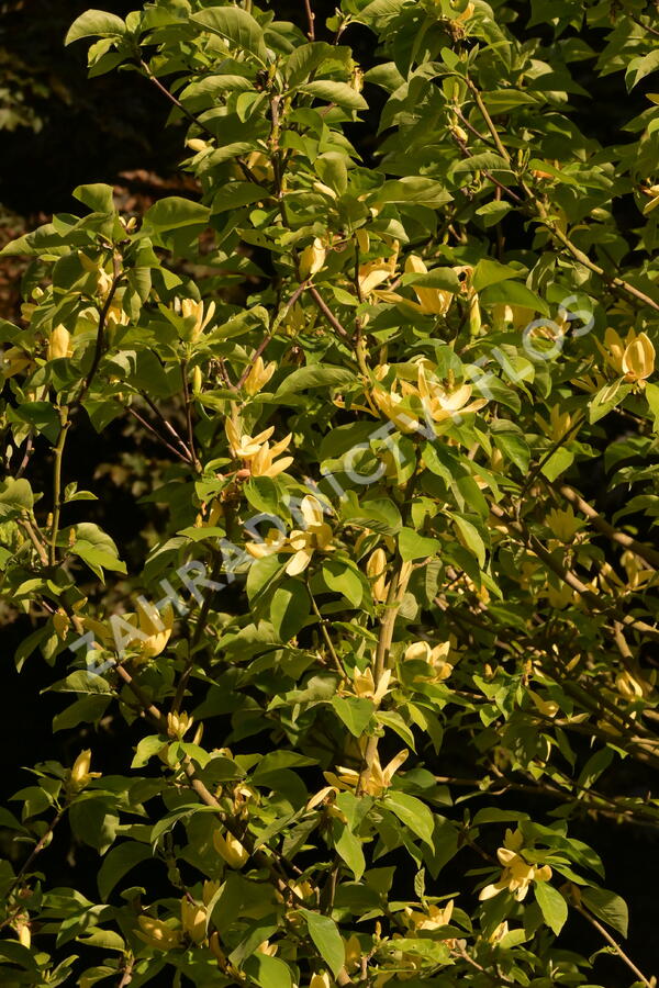 Šácholan 'Daphne' - Magnolia 'Daphne'