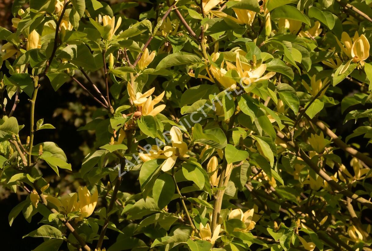 Šácholan 'Daphne' - Magnolia 'Daphne'