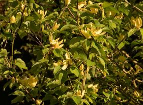 Šácholan 'Daphne' - Magnolia 'Daphne'