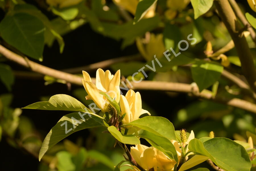Šácholan 'Daphne' - Magnolia 'Daphne'