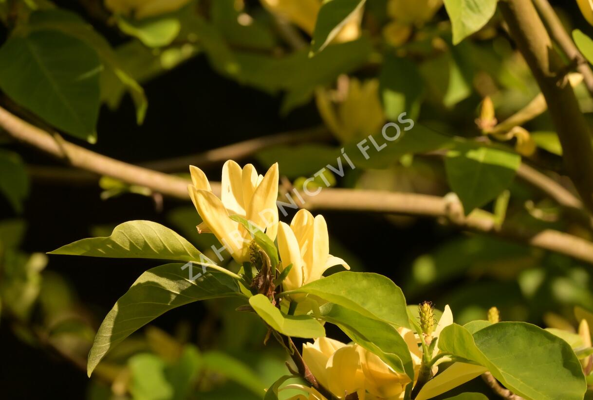 Šácholan 'Daphne' - Magnolia 'Daphne'