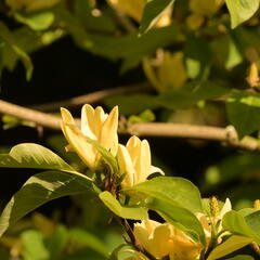 Šácholan 'Daphne' - Magnolia 'Daphne'