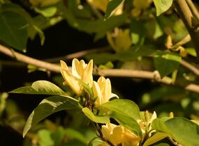 Šácholan 'Daphne' - Magnolia 'Daphne'