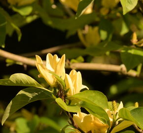 Šácholan 'Daphne' - Magnolia 'Daphne'