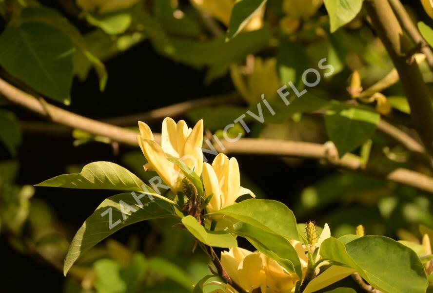 Šácholan 'Daphne' - Magnolia 'Daphne'