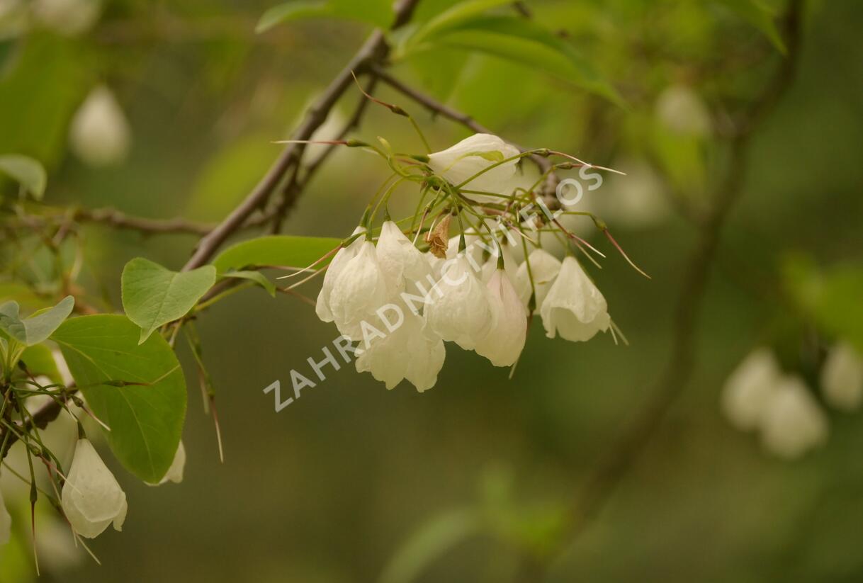 Halézie karolínská - Halesia carolina