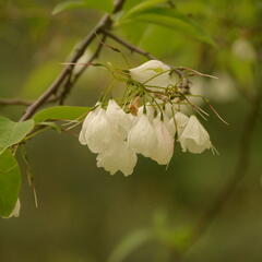 Halézie karolínská - Halesia carolina