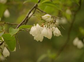 Halézie karolínská - Halesia carolina