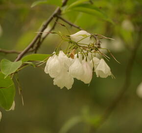 Halézie karolínská - Halesia carolina