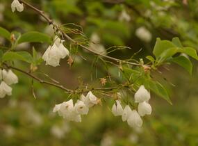 Halézie karolínská - Halesia carolina