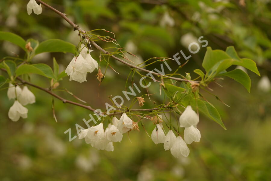 Halézie karolínská - Halesia carolina