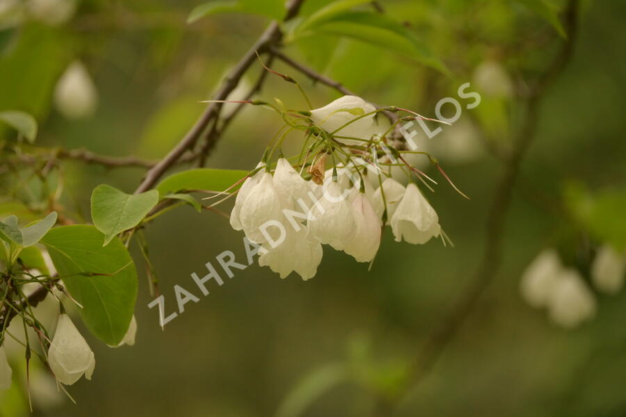 Halézie karolínská - Halesia carolina