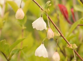 Halézie karolínská - Halesia carolina