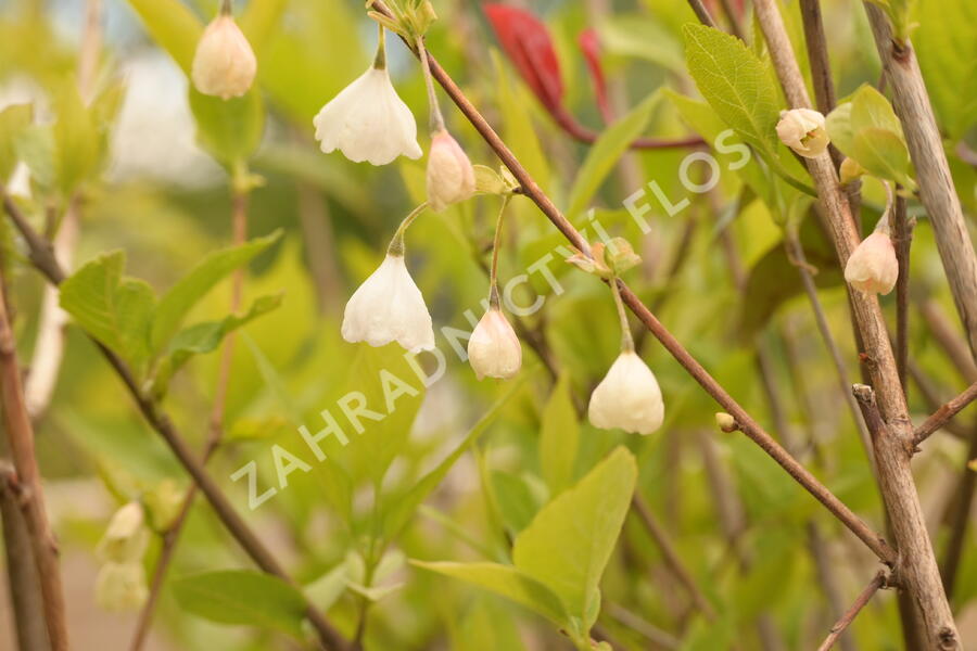 Halézie karolínská - Halesia carolina