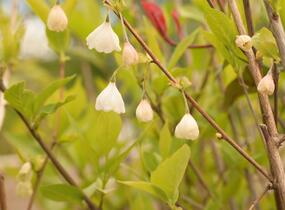 Halézie karolínská - Halesia carolina