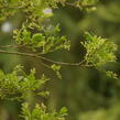 Bělas viržinský - Chionanthus virginicus