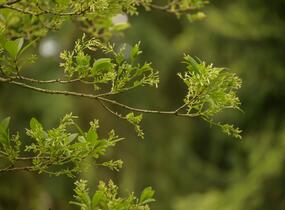 Bělas viržinský - Chionanthus virginicus
