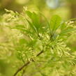 Bělas viržinský - Chionanthus virginicus