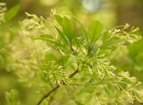 Bělas viržinský - Chionanthus virginicus