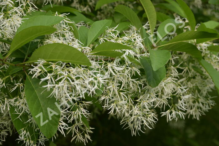 Bělas viržinský - Chionanthus virginicus