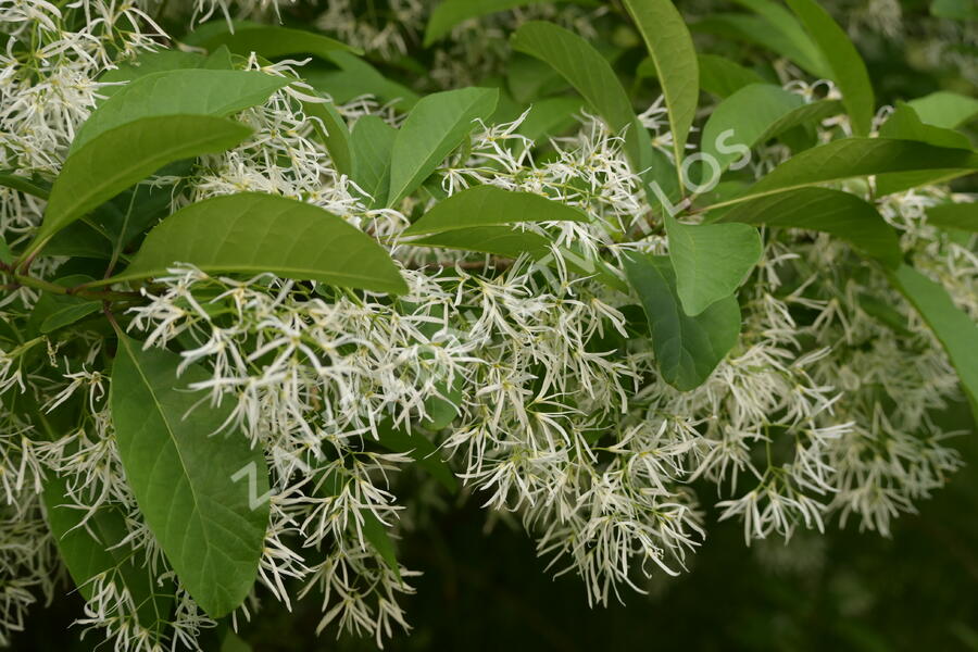 Bělas viržinský - Chionanthus virginicus