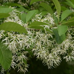 Bělas viržinský - Chionanthus virginicus