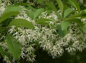 Bělas viržinský - Chionanthus virginicus