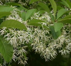 Bělas viržinský - Chionanthus virginicus