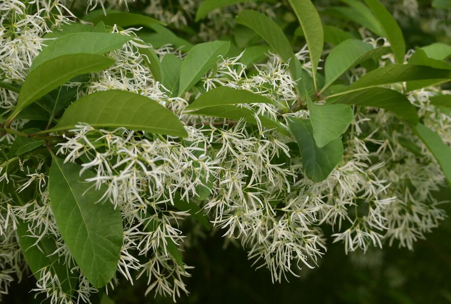 Bělas viržinský - Chionanthus virginicus